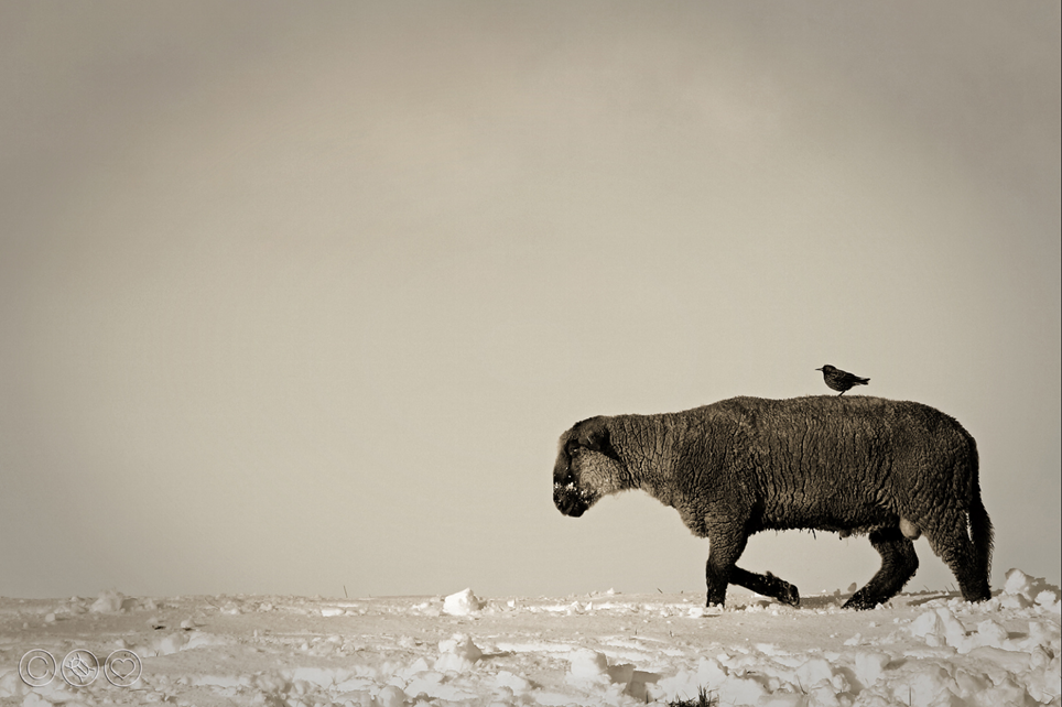 Abenteuer Psychologie Stefan Ferner In der Ruhe liegt die Kraft